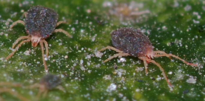 Acari su foglie di edera: cfr.  Tetranychidae - Rende (CS)